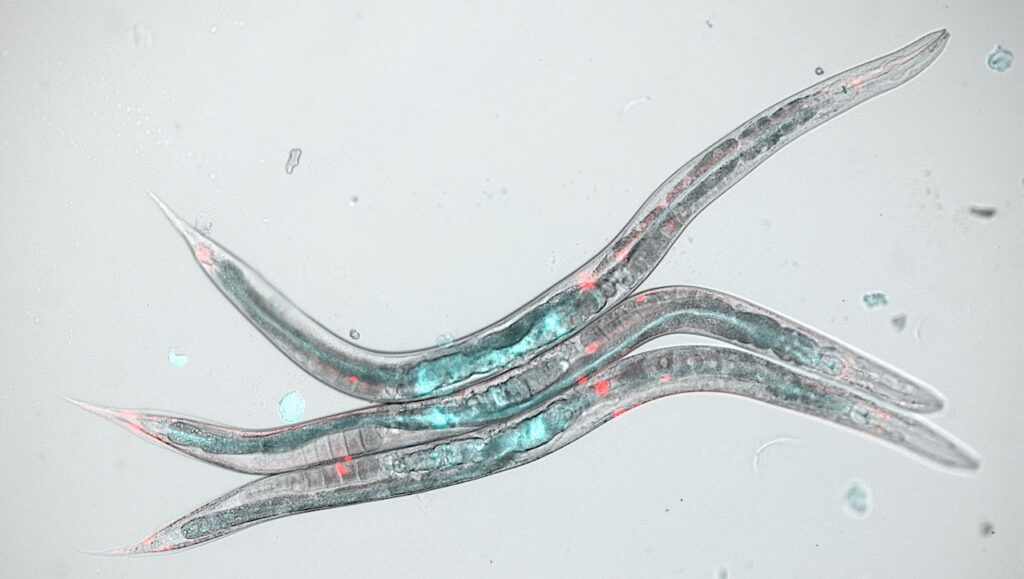 Space Biology: CBIOMES Preflight Microscopic Imagery Of C. elegans