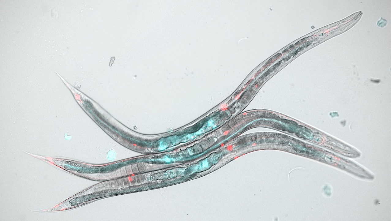 Space Biology: CBIOMES Preflight Microscopic Imagery Of C. elegans