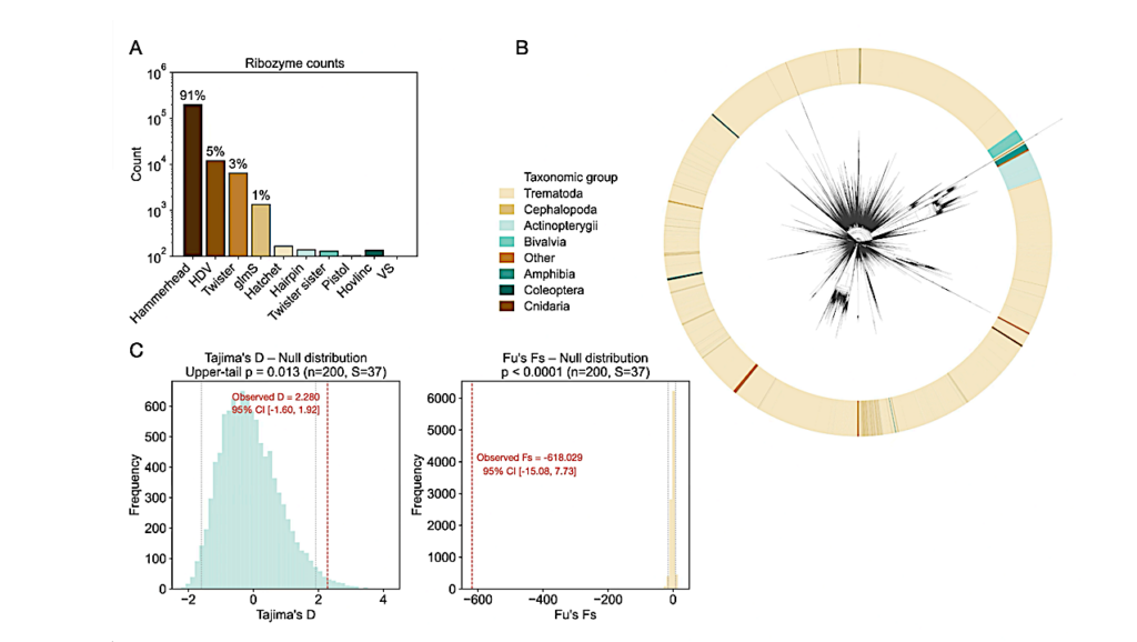 A Ribozyme Mass Extinction At The RNA-cellular Boundary And Its Potential Imprint On The Genetic Code