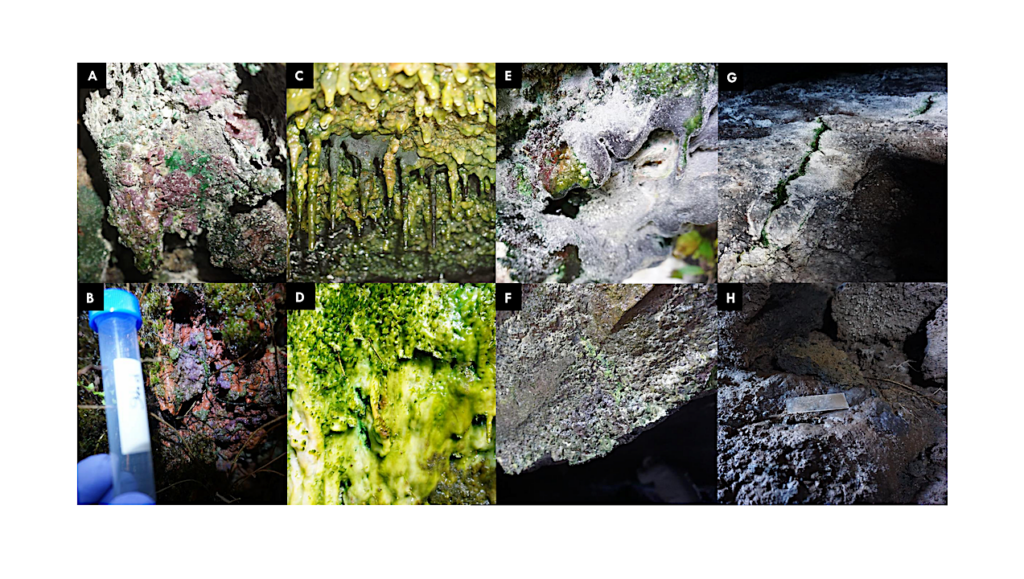 Amplicon And Metagenomic Data From Fumarole-associated Geothermal Features Of Hawai’i