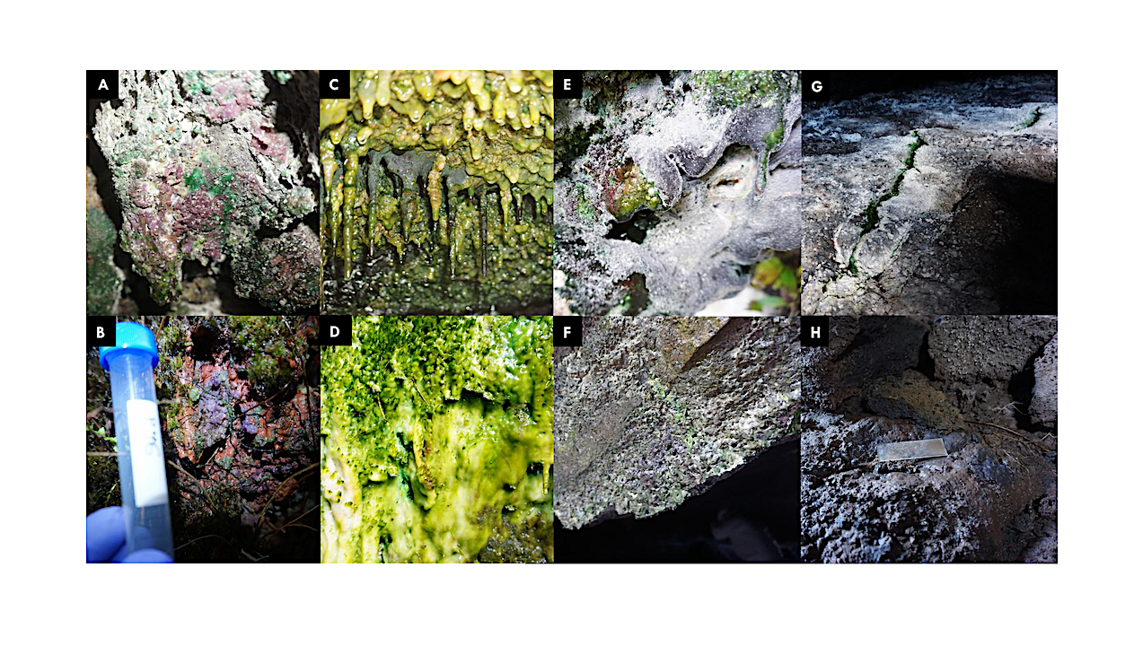 Amplicon And Metagenomic Data From Fumarole-associated Geothermal Features Of Hawai’i