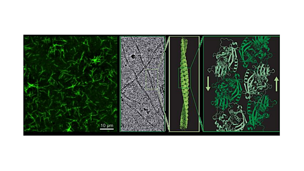 Anabaena Learns A New Trick – Cyanobacteria Surprise Scientists With Evolutionary Shift