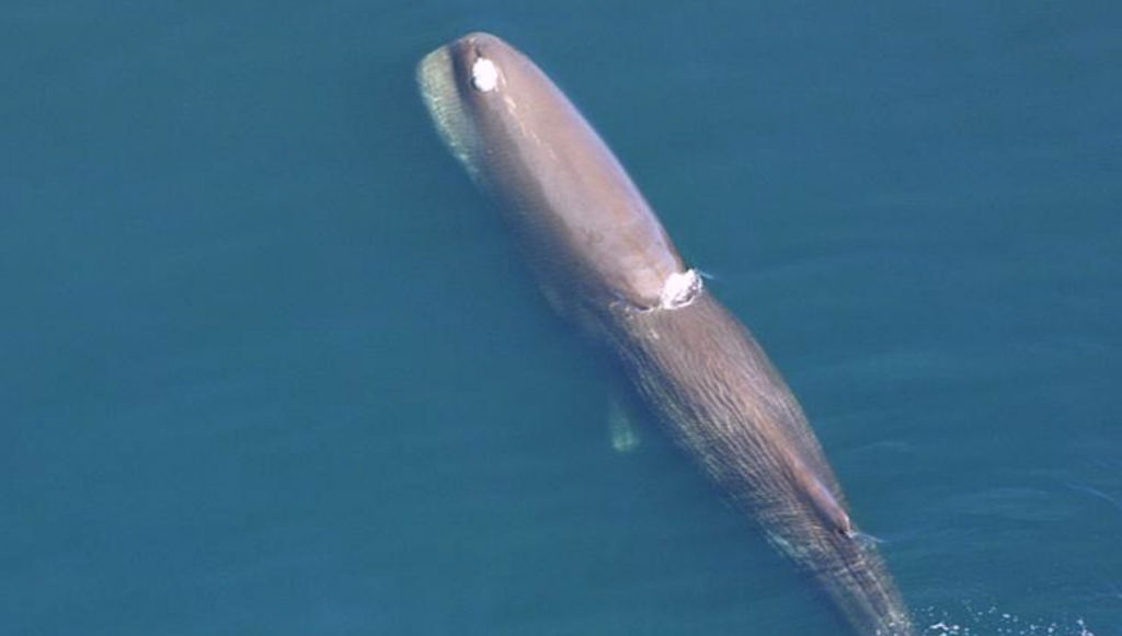 CETI / SETI: The Phonology Of Sperm Whale Coda Vowels