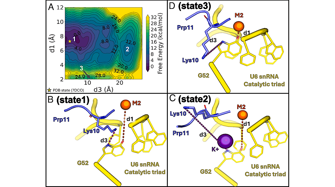 Computational Chemistry And Supercomputers To Help Understand The Mechanisms Of Life