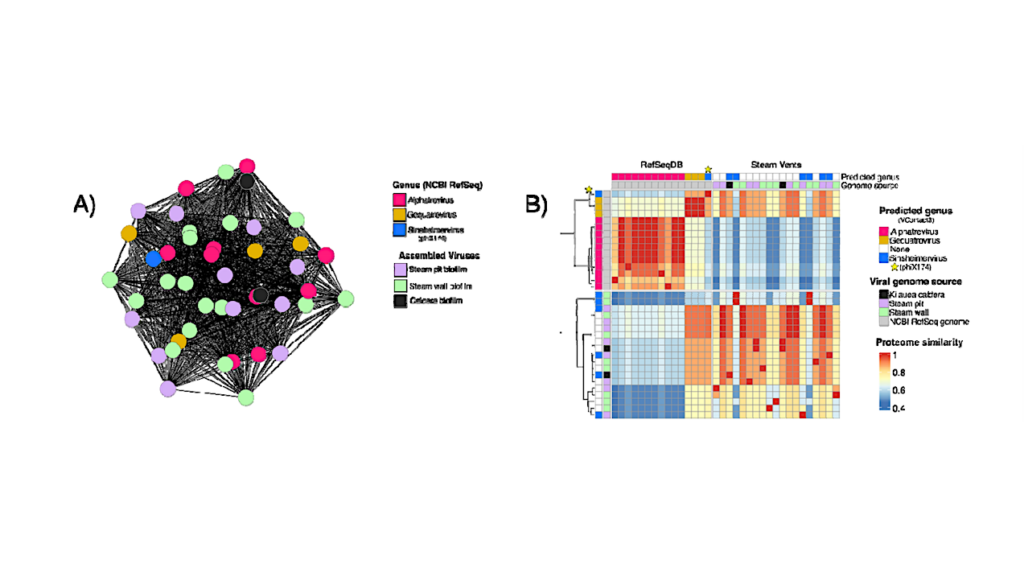 Hawaiian Geothermal Fumaroles Contain Diverse and Novel Viruses