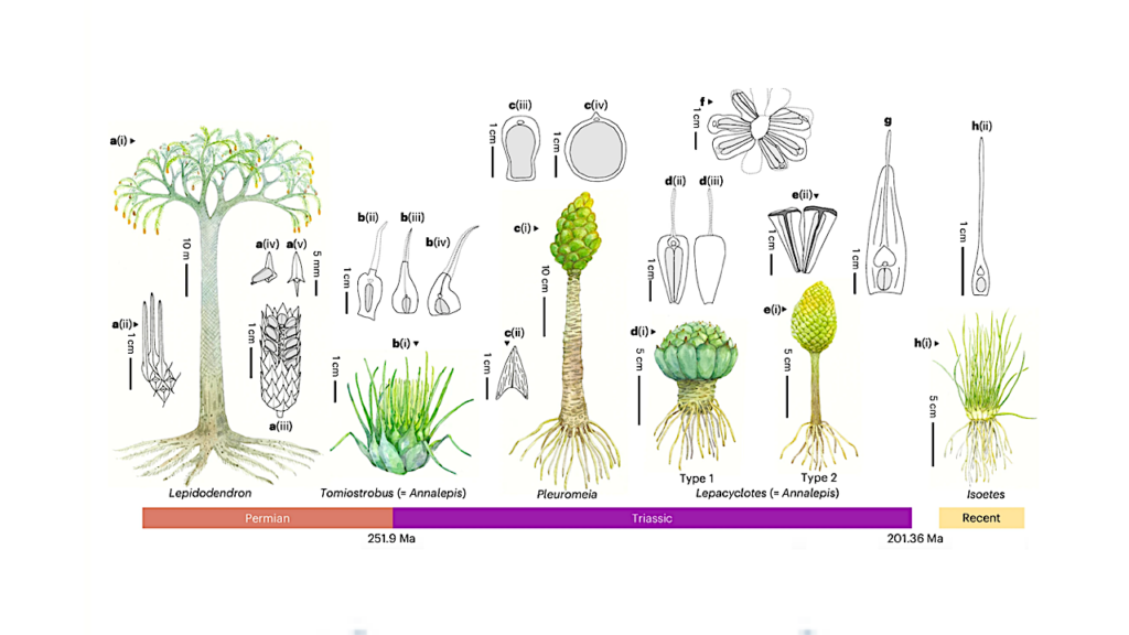 How Primitive Plants Evolved To Survive Earth’s Most Catastrophic Extinction Event