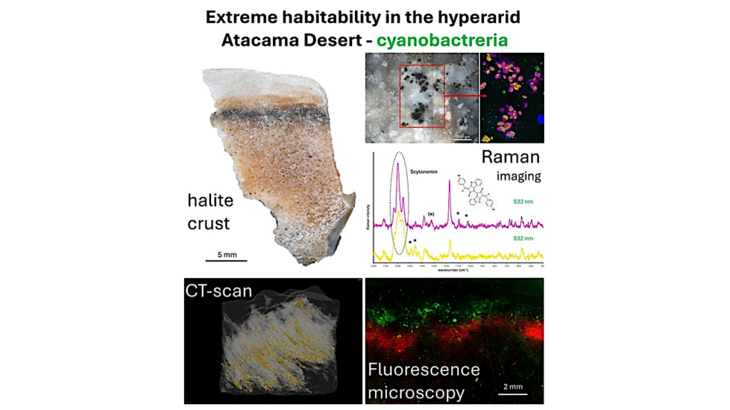 Microstructural And Biochemical Constraints On Cryptoendolithic Life In Atacama Halite: Implications For Extreme Habitability
