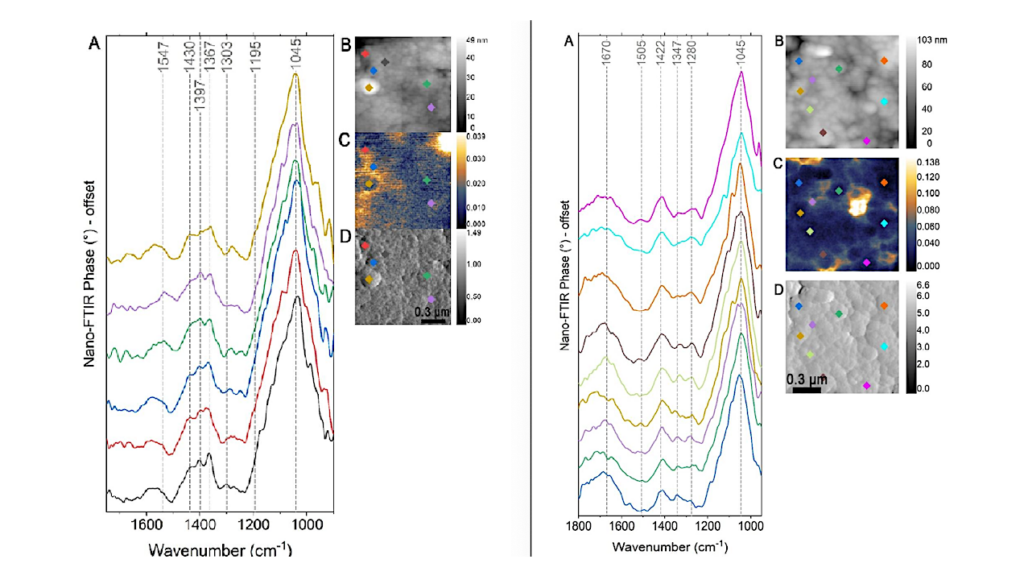 Nanoscale Infrared Spectroscopy Reveals Complex Organic–mineral Assemblages In Asteroid Bennu