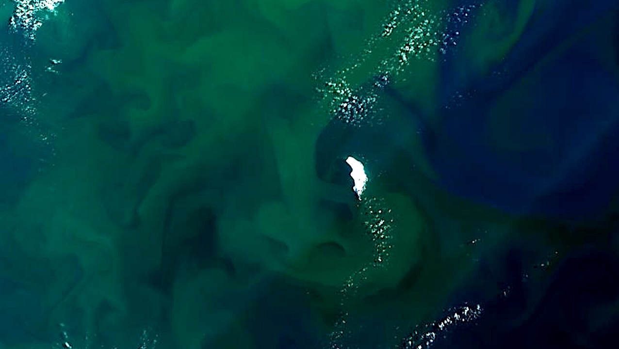 Orbital Biosignature Assay: Antarctica’s Vanishing Sea Ice Transforms Marine Life