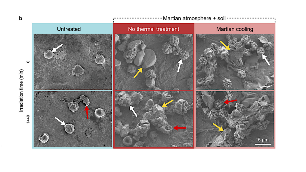 Survival Of NASA-cleanroom Microbial Isolates Under Simulated Space And Martian Conditions
