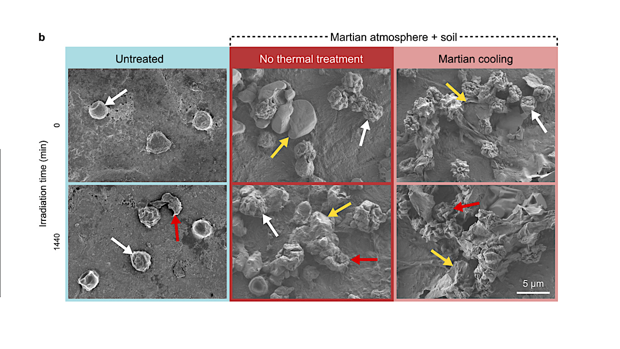 cleanroom Microbial Isolates Under Simulated Space And Martian Conditions