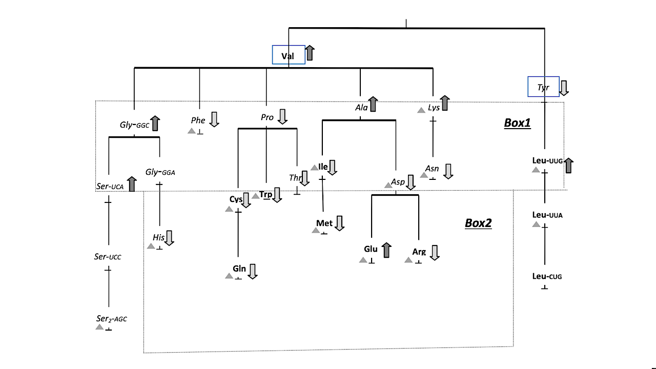 The Origin Of The Genetic Code Is Encrypted In The Structure Of Present-day Transfer RNAs