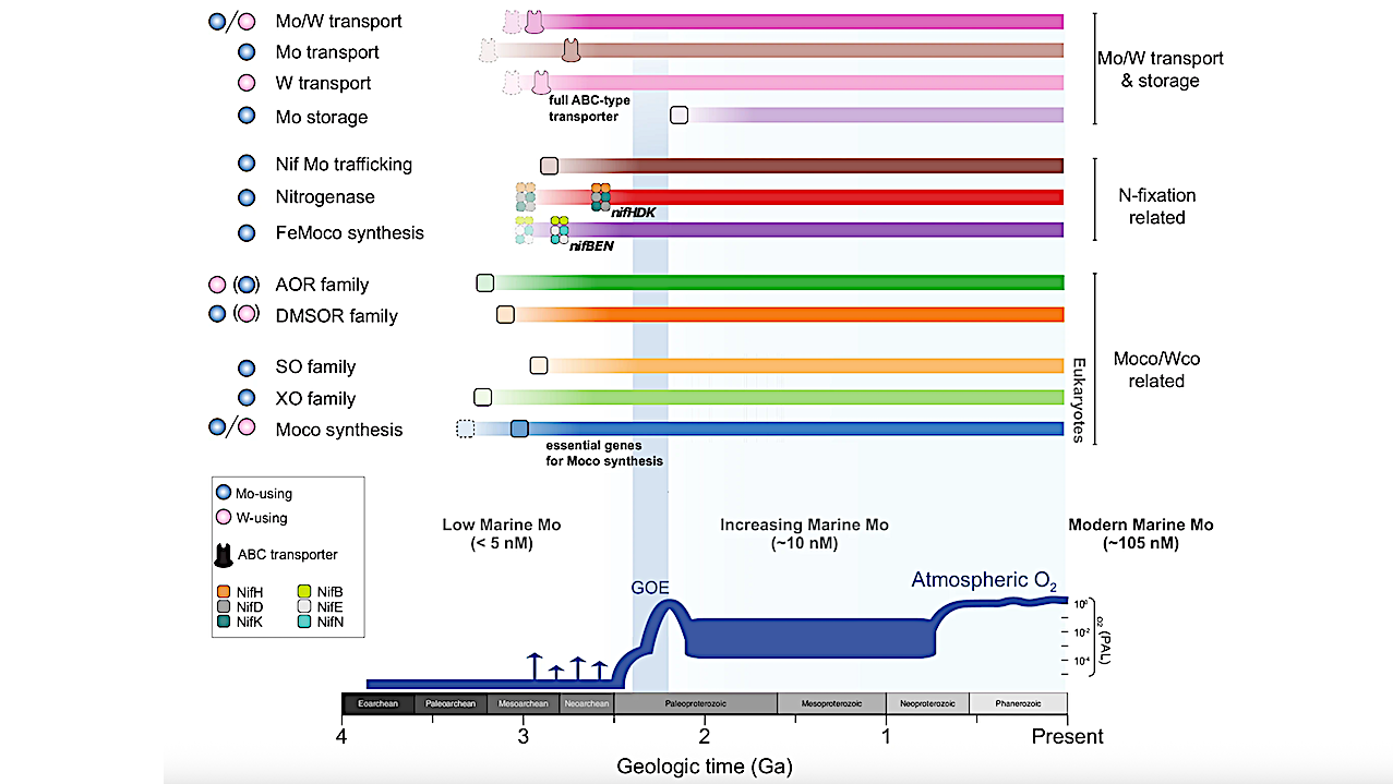 Early Life On Earth Relied On A Surprisingly Scarce Metal: Molybdenum