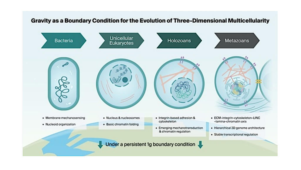Gravity As A Boundary Condition For The Evolution Of Three-Dimensional Multicellularity