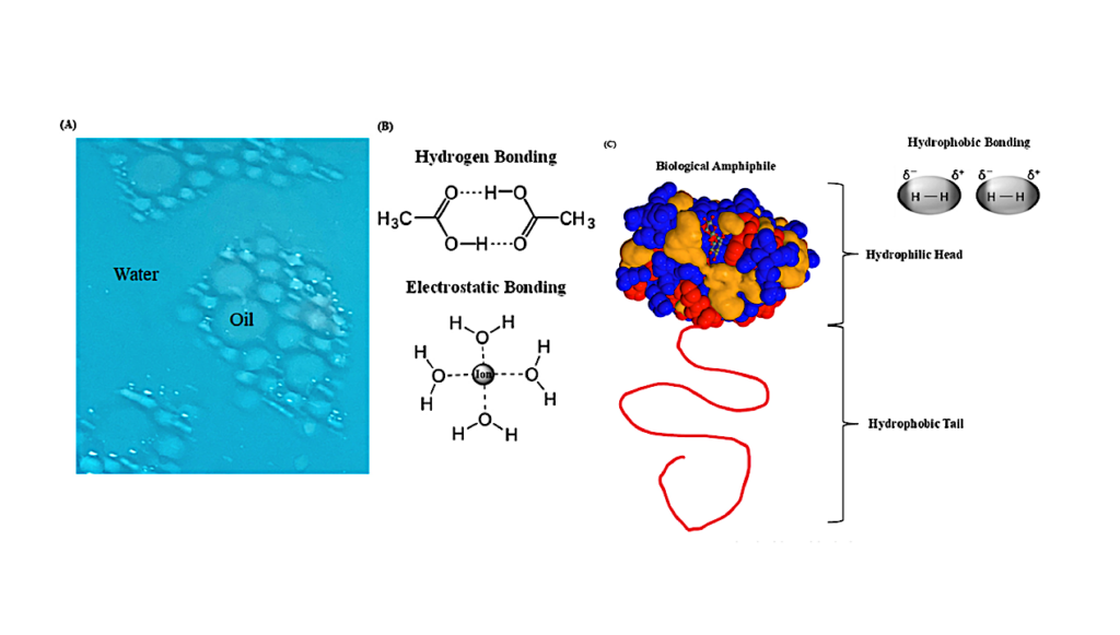 Liquid–liquid Phase Separation As A Driver Of Abiogenesis And Evolution