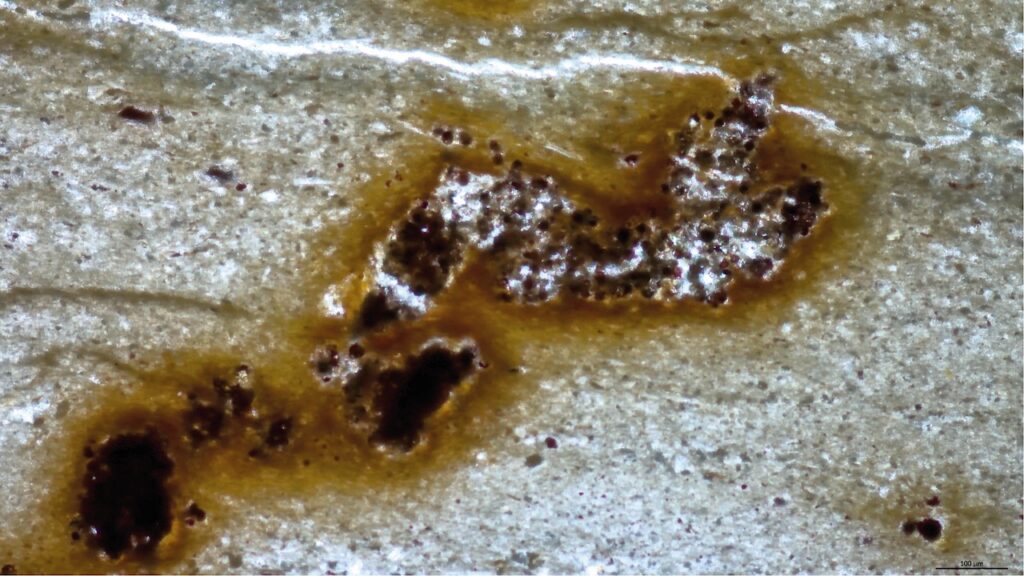 Microfossils interpreted as animal traces were actually algae and bactéria