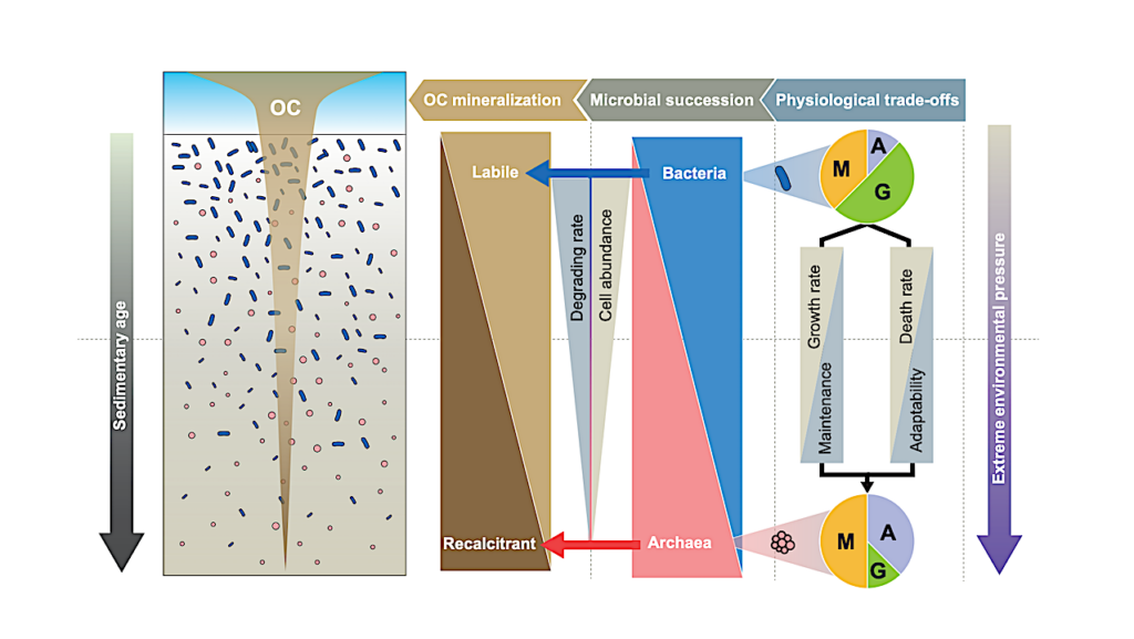Physiological Trade-offs Drive The archaeal Dominance And Carbon Turnover In Deep Subsurface
