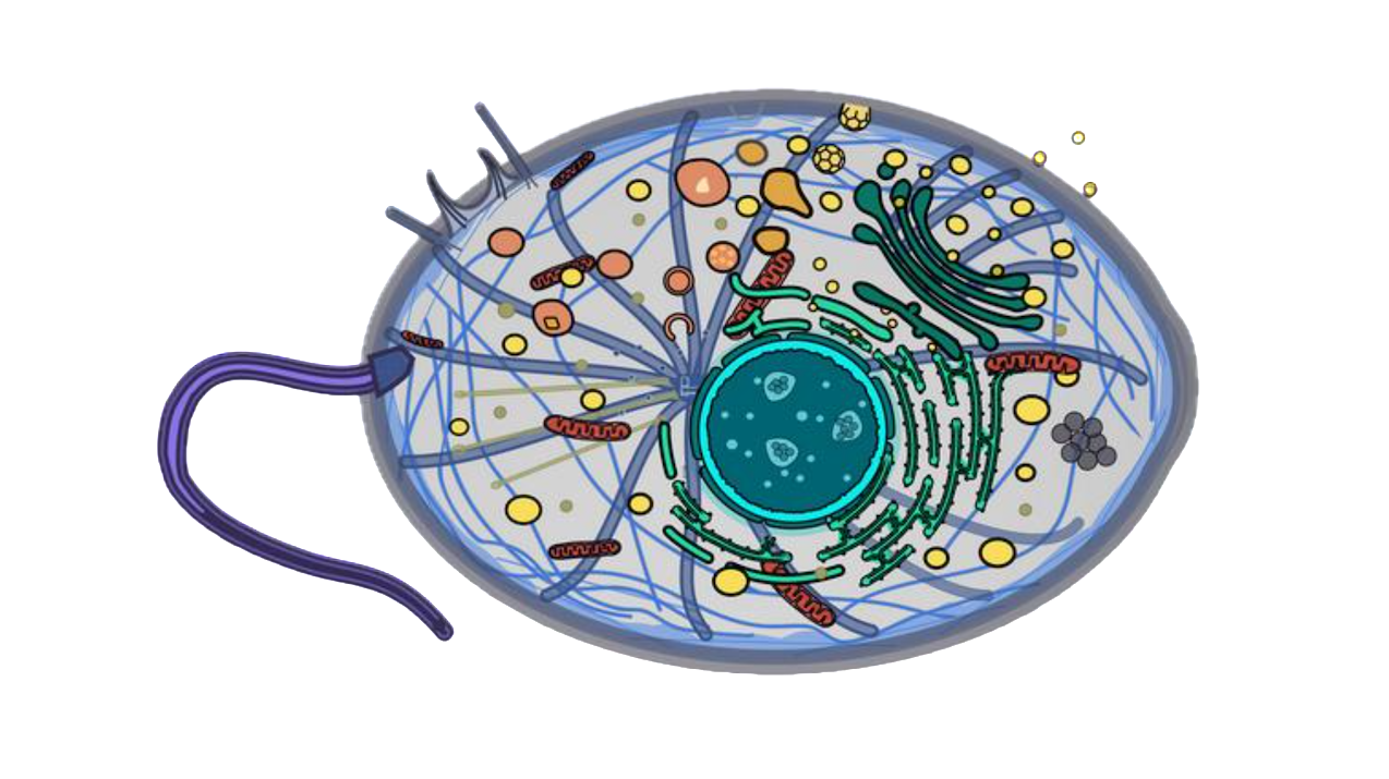 Scientists Reveal Disease Genes From Reconstruction Of Ancestor To All Complex Life