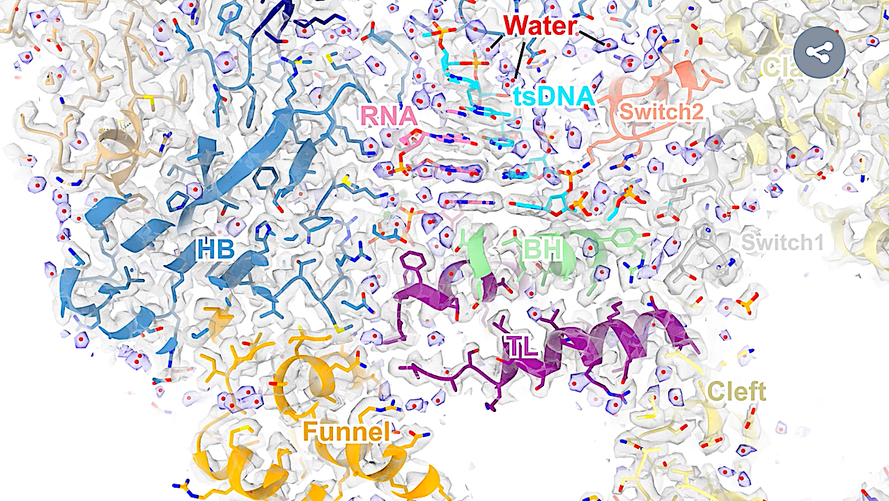 Water Molecules Found To Actively Drive Gene Transcription ProcessUniversity of California – San Diego