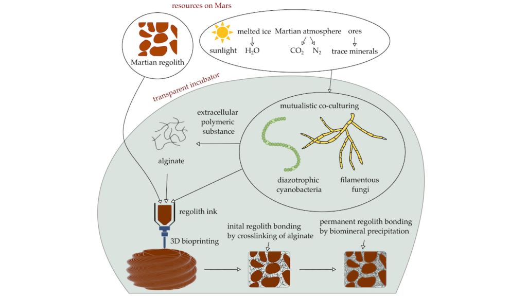 Weaving Life Into Regolith: Engineered Autotrophic-Heterotrophic Consortia For Autonomous Biofabrication From Granular Feedstocks