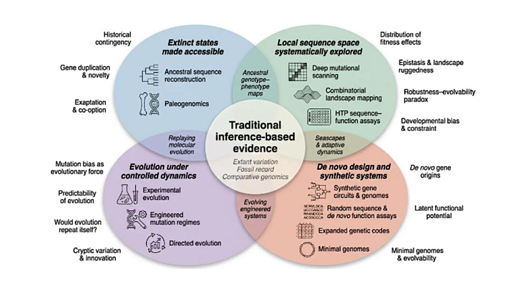 Synthetic Biology As An Empirical Tool For Evolutionary Theory