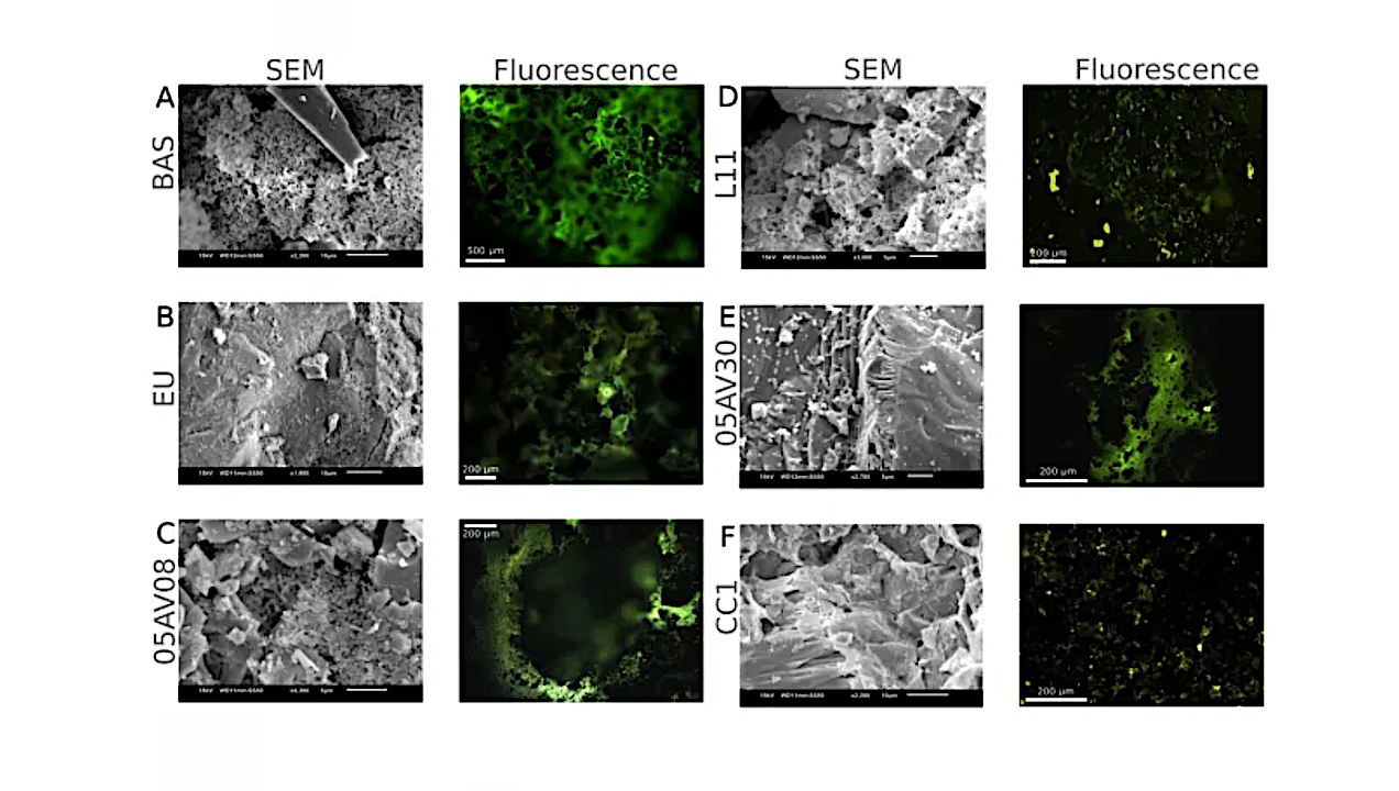 Bioleaching Of Critical Trace Metals By Sphingomonas Desiccabilis: Ssubstrate-driven Selectivity In Earth And Space Analogues