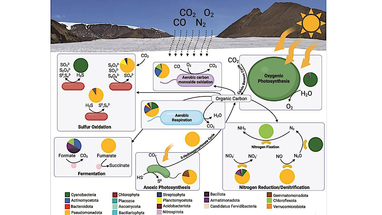 Bipolar Investigation Of Near-surface Glacial Ice Reveals An Active Microbial Ecosystem Driven By Photosynthesis And Chemolithoautotrophy