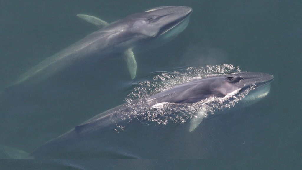 CETI, SETI, And Seismology Synergies: AI Model Hears Whale Calls In Seismic Data