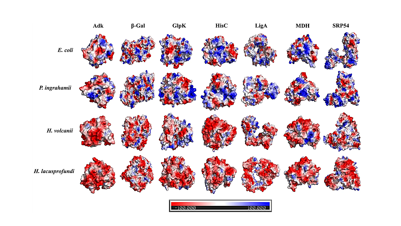 Coordinated Proteome-scale Remodeling Underlies Polyextremophilic Survival In Antarctic Cryo-hypersaline Brines