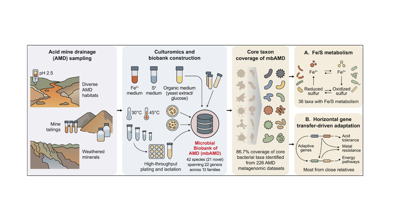From Microbial Dark Matter To Living Library: New Biobank Decodes Survival Secrets Of Extreme Acid Mine Drainage Microbes