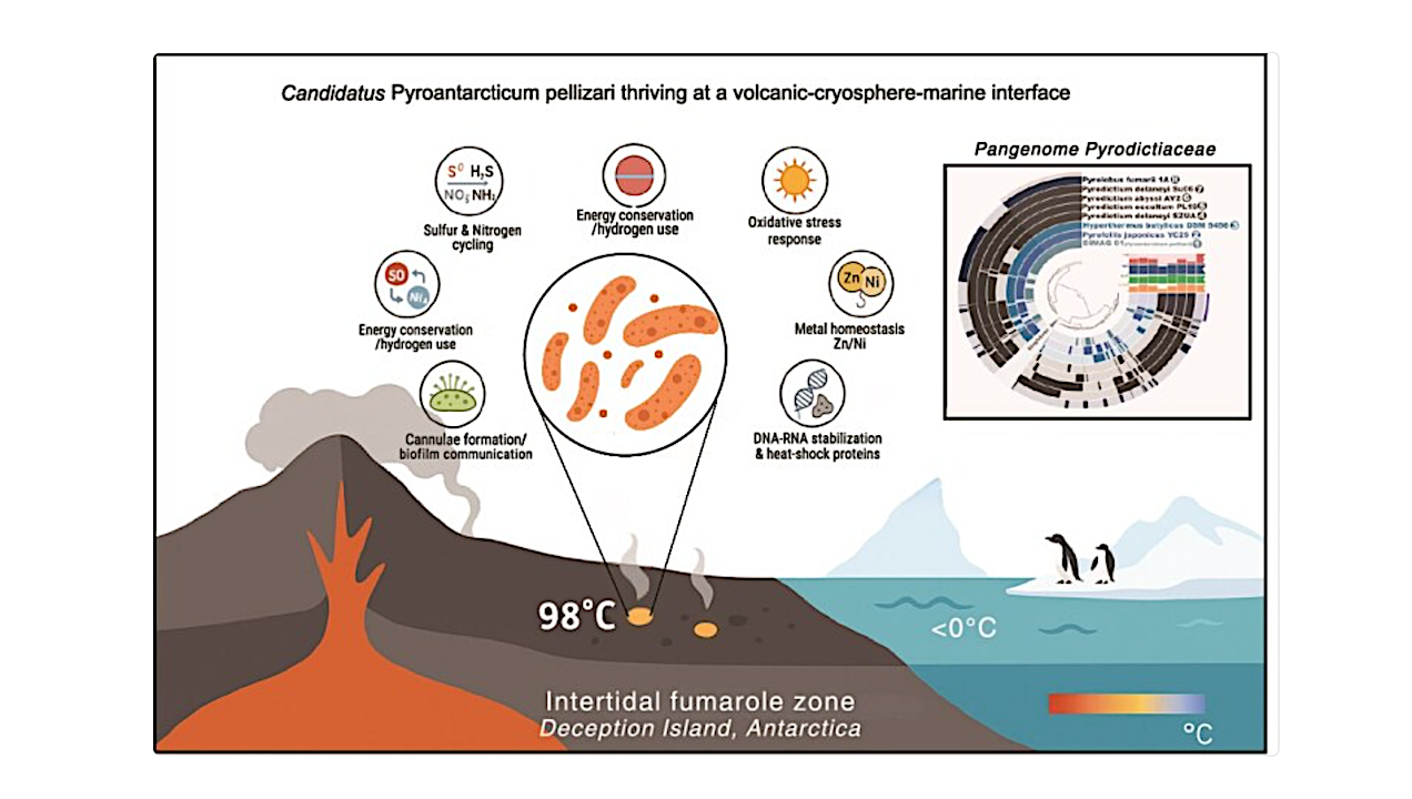 Hot life in Antarctica: A Novel Metabolically Versatile Pyrodictiaceae Genus Thriving At A Volcanic–cryosphere–marine Interface