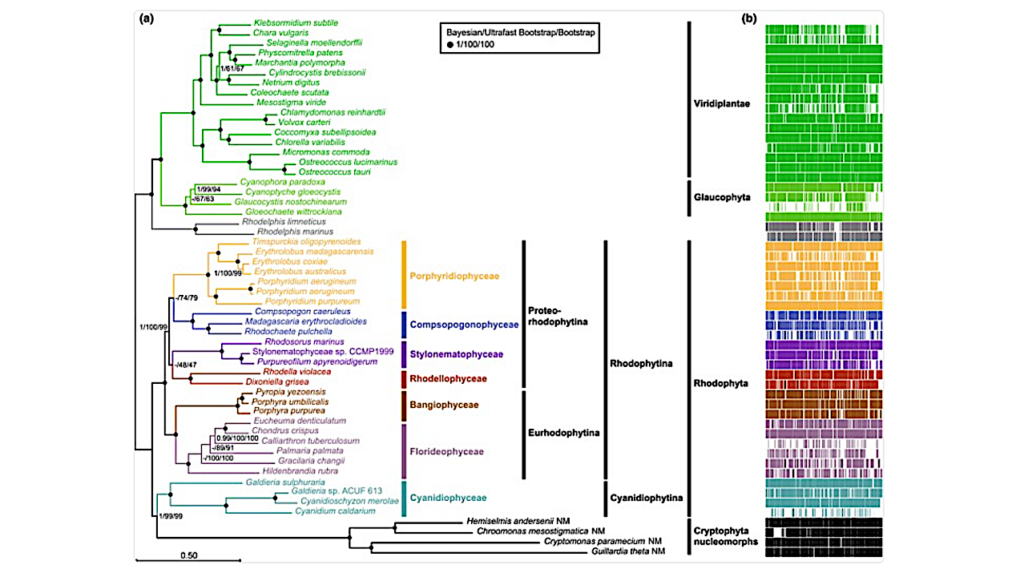 Nucleomorph Phylogenomics Suggests A Deep And Ancient Origin Of Cryptophyte Plastids Within Rhodophyta