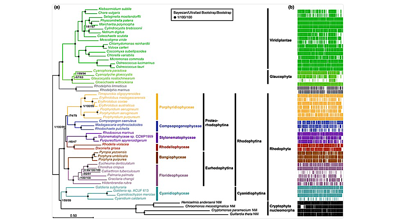 Nucleomorph Phylogenomics Suggests A Deep And Ancient Origin Of Cryptophyte Plastids Within Rhodophyta