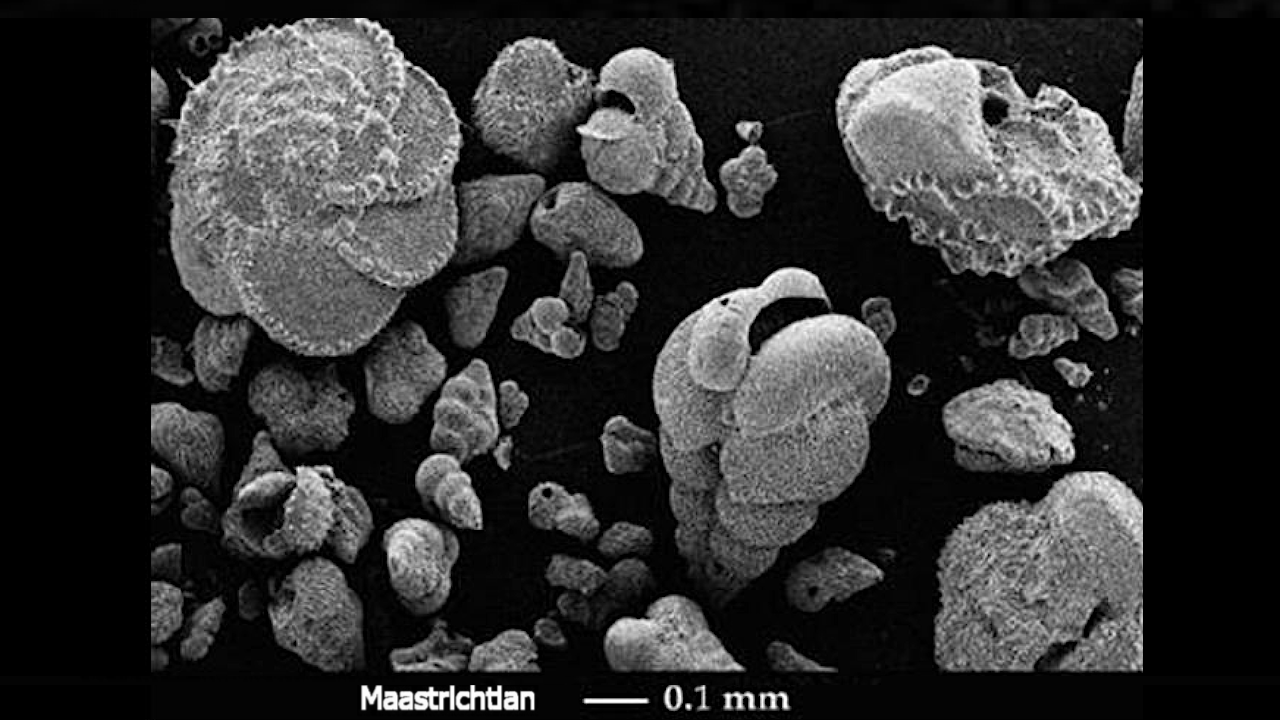 Pioneering Research Sheds New Light On What Shaped Extinction Pattern Of Prehistoric Marine Life – And Size Clearly Mattered