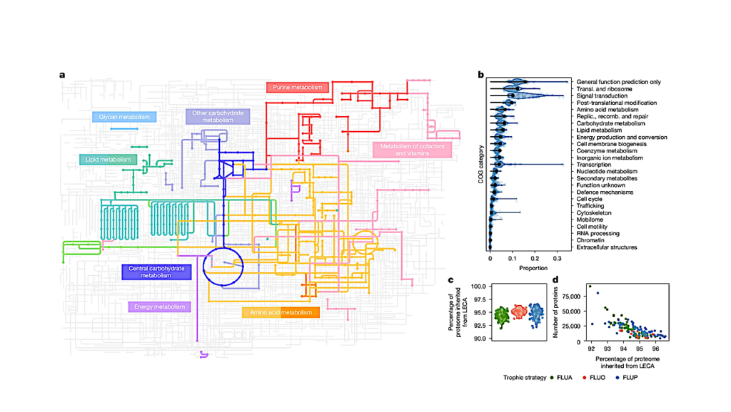Rethinking The Origin Of Our Cells As A Story Of Microbial Alliances