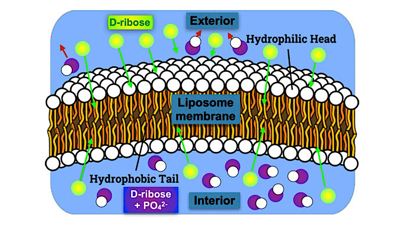 Stereoselective Phosphorylation of d-Ribose as a Driver of Life’s Homochirality