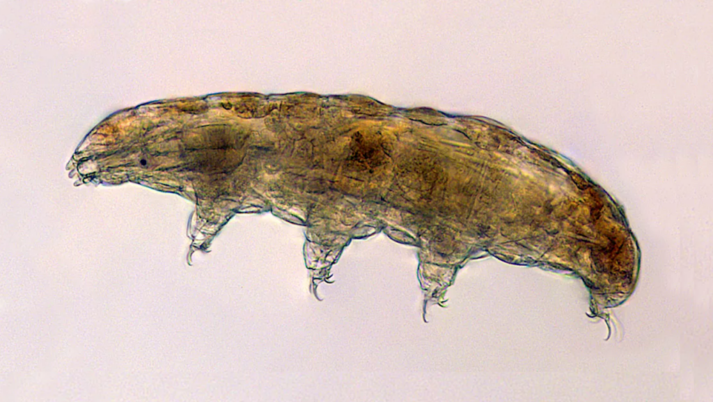 Tardigrades As An Emerging Model Animal For Astrobiology Research: A Case Study