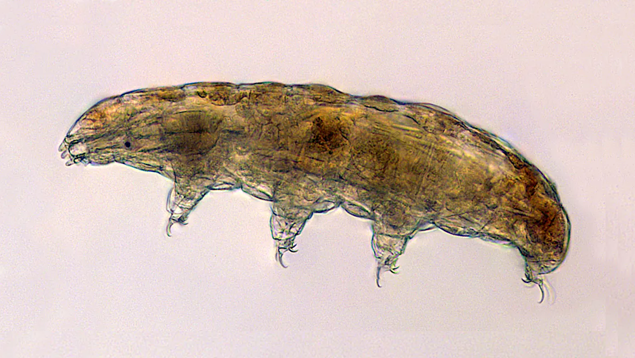 Tardigrades As An Emerging Model Animal For Astrobiology Research: A Case Study