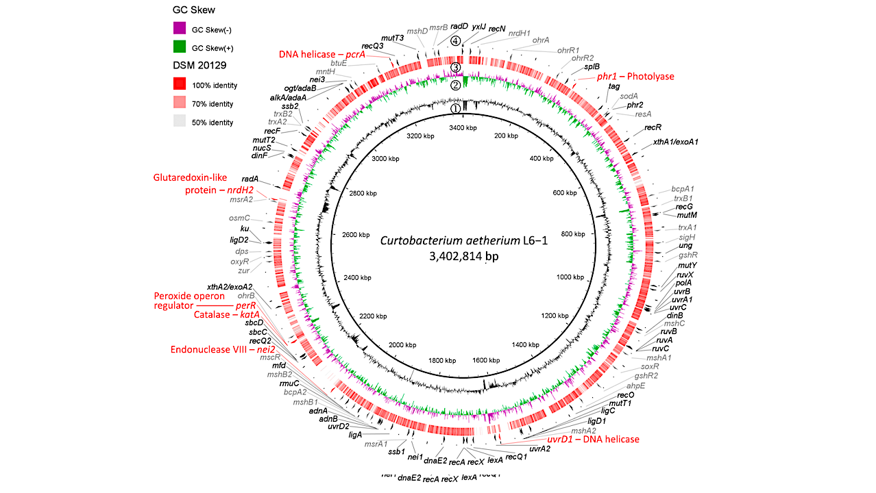 The Genetic Determinants of Extreme UV Radiation and Desiccation Tolerance in a Bacterium Recovered from the Stratosphere