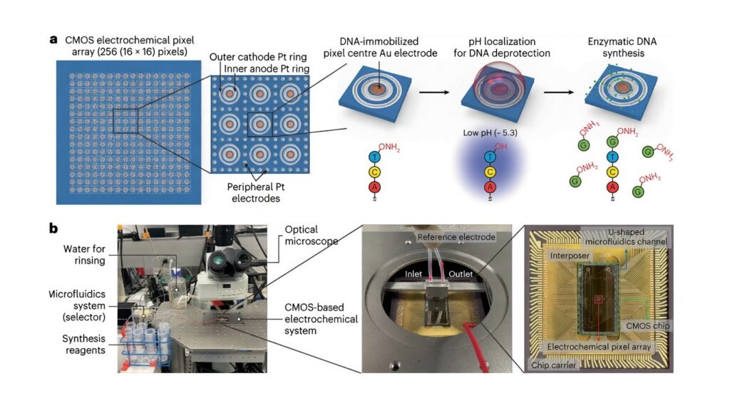 Tricorder Tech: A Schematic Of Core Steps In The Enzymatic Synthesis Platform