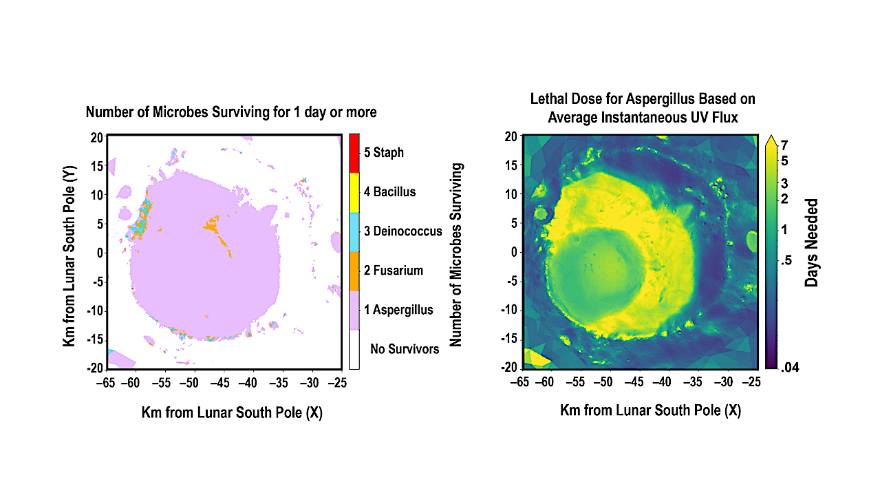 Potential Survivable Niches For Microbial Life On The Lunar South Pole