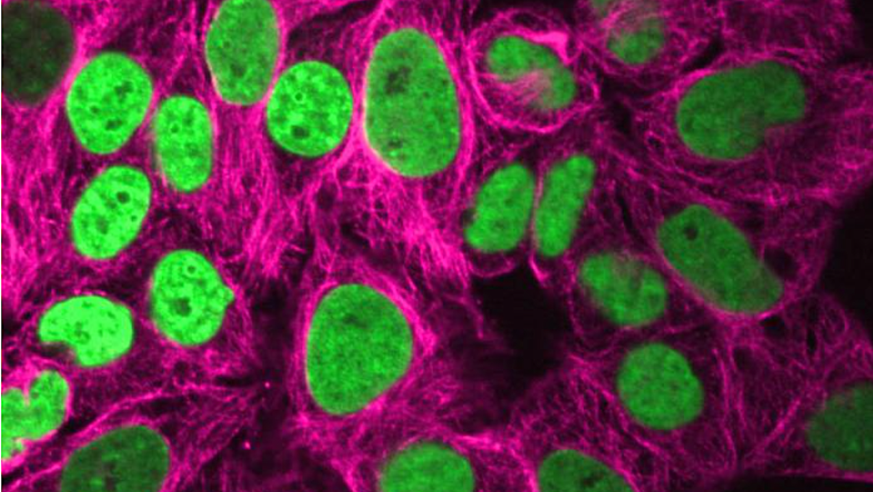 Photo: astrobiology.com Scientists Uncover Gravity's Impact on the Human Genome in Space