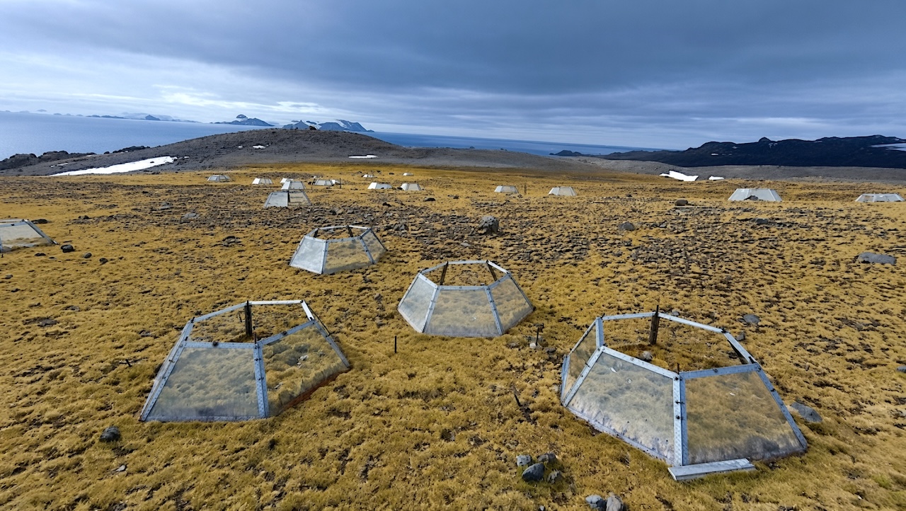 Photo: astrobiology.com Scientists Protects Antarctica's Last Blooming Plants with 7-Year Greenhouses